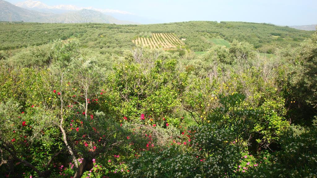 Calamon Apartments Episkopi-Chania Eksteriør billede